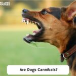 Are-Dogs-Cannibals-template