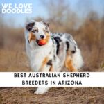 Australian Shepherd Breeders in Arizona