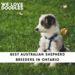 Australian Shepherd Breeders in Ontario
