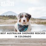 Australian Shepherd Rescues in Colorado