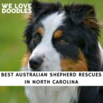 Australian Shepherd Rescues in North Carolina