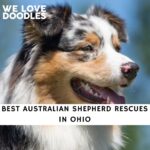 Australian Shepherd Rescues in Ohio