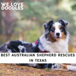 Australian Shepherd Rescues in Texas