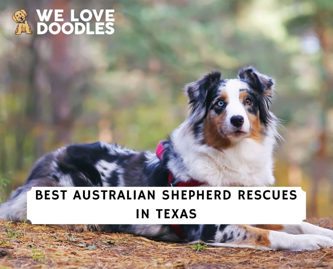 høst Disciplinære Forskellige 5 Best Australian Shepherd Rescues in Texas! (2023) - We Love Doodles