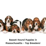 Basset-Hound-Puppies-in-Massachusetts-Top-Breeders