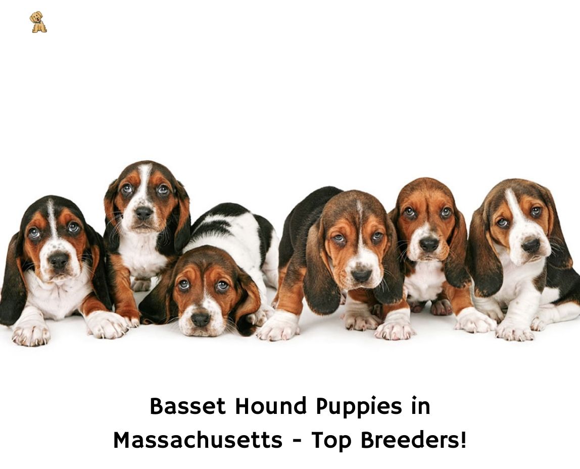 how much for basset hound puppies