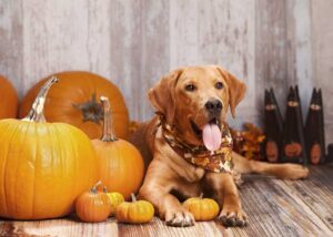 how much canned pumpkin do you give a puppy