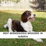 Bernedoodle Breeders in Alberta