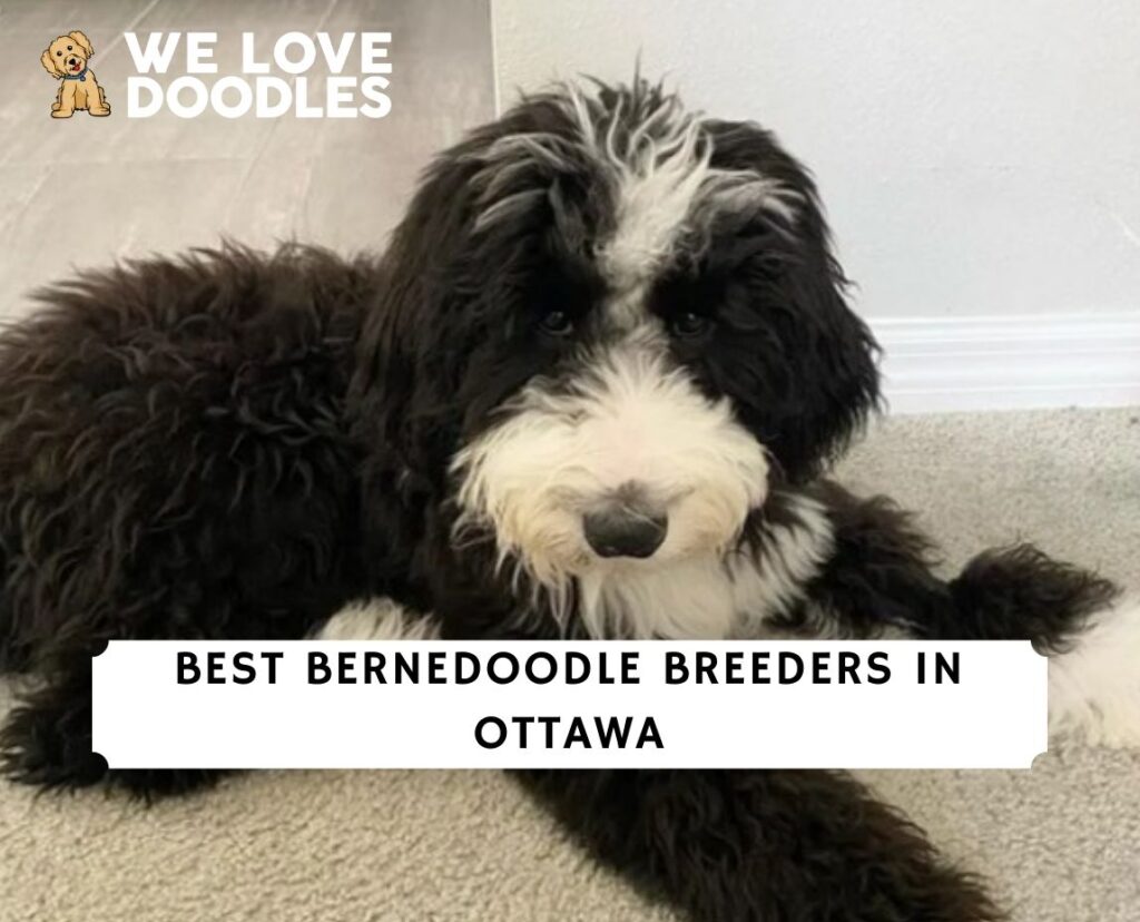 5 Best Bernedoodle Breeders In Ottawa   Bernedoodle Breeders In Ottawa 1024x828 