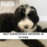 Bernedoodle Breeders in Ottawa