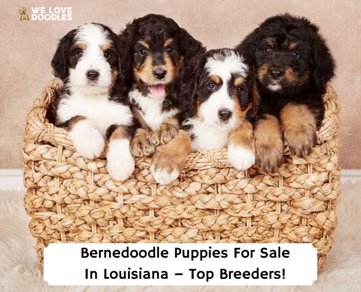 Bernedoodle Puppies For Sale in Louisiana Top 5 Breeders!