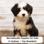 Bernedoodle-Puppies-For-Sale-In-Sydney–Top-Breeders-template