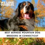 Bernese Mountain Dog Breeders in Connecticut