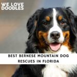 Bernese Mountain Dog Rescues in Florida