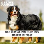 Bernese Mountain Dog Rescues in Texas