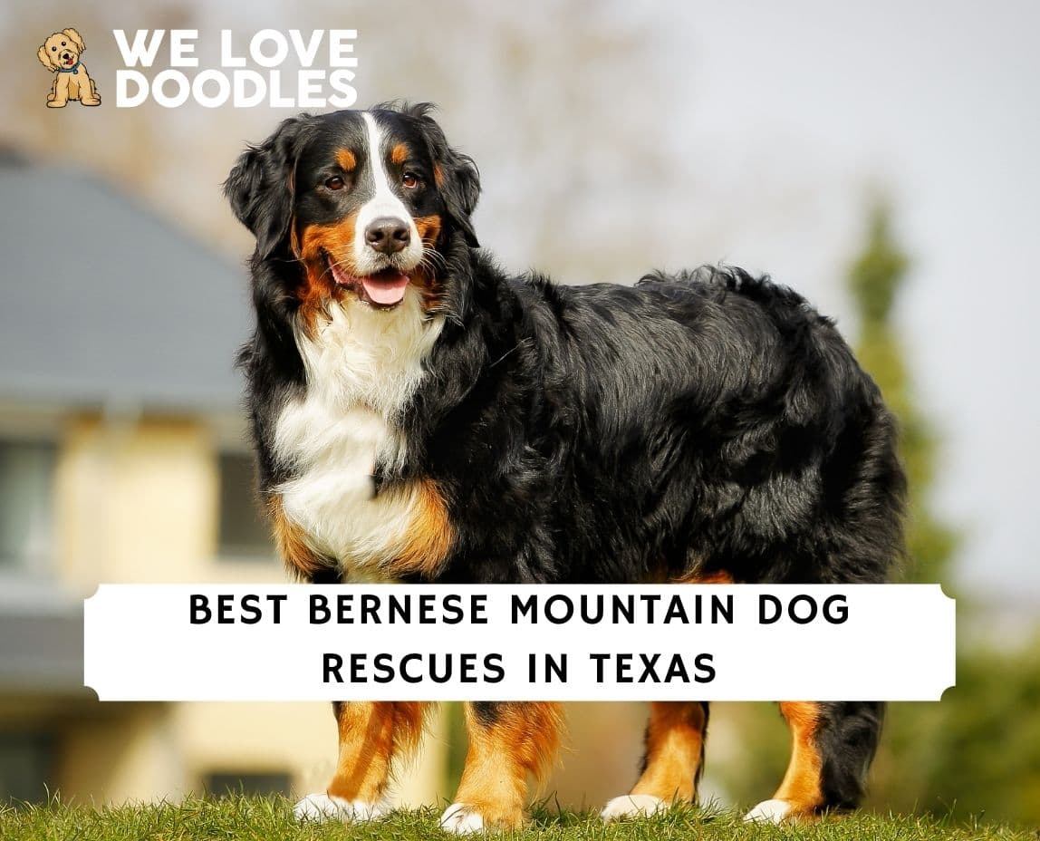 mountain pet rescue reviews