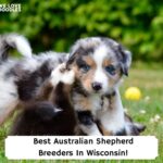 Best-Australian-Shepherd-Breeders-In-Wisconsin-template