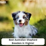 Best-Australian-Shepherd-Breeders-in-Virginia-template