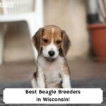 Best-Beagle-Breeders-In-Wisconsin-template