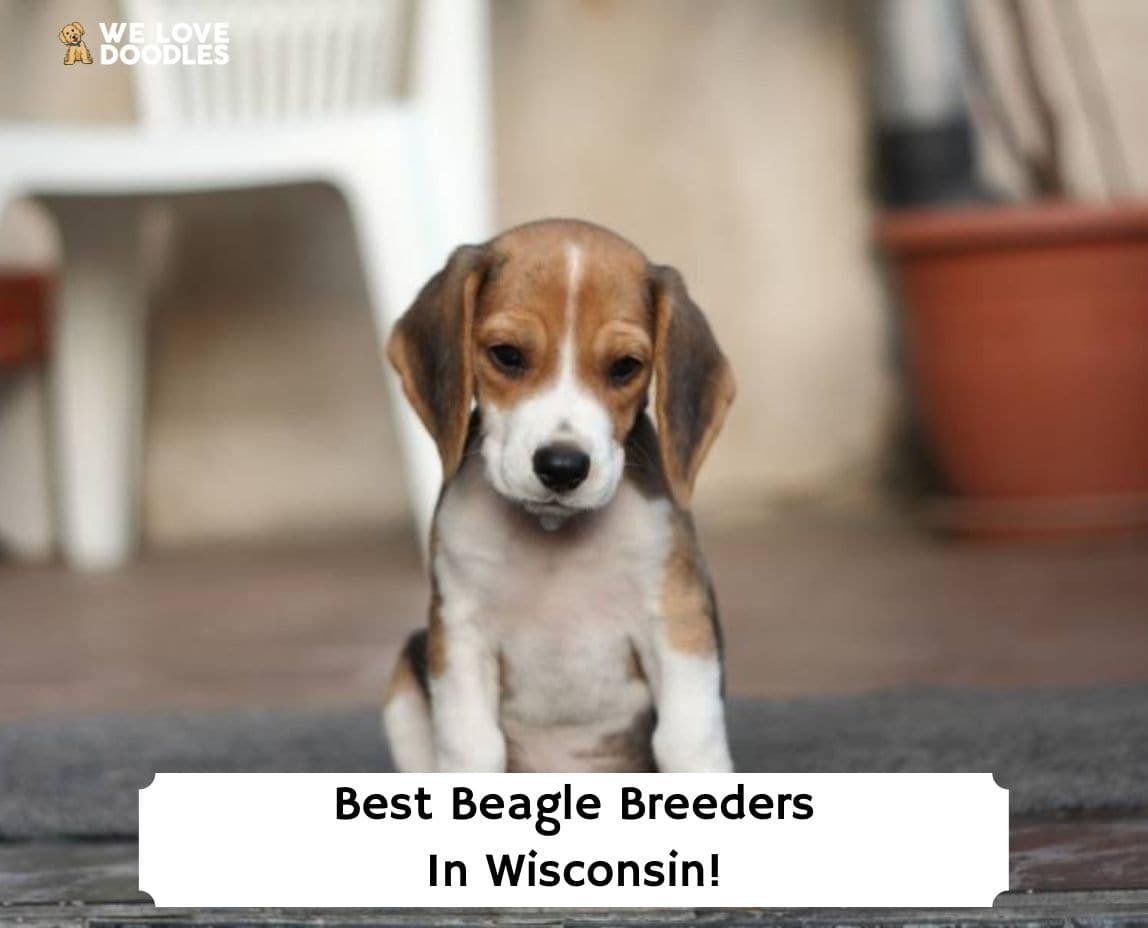 6 Best Beagle Breeders in Wisconsin! (2024)