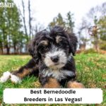 Best-Bernedoodle-Breeders-in-Las-Vegas-template