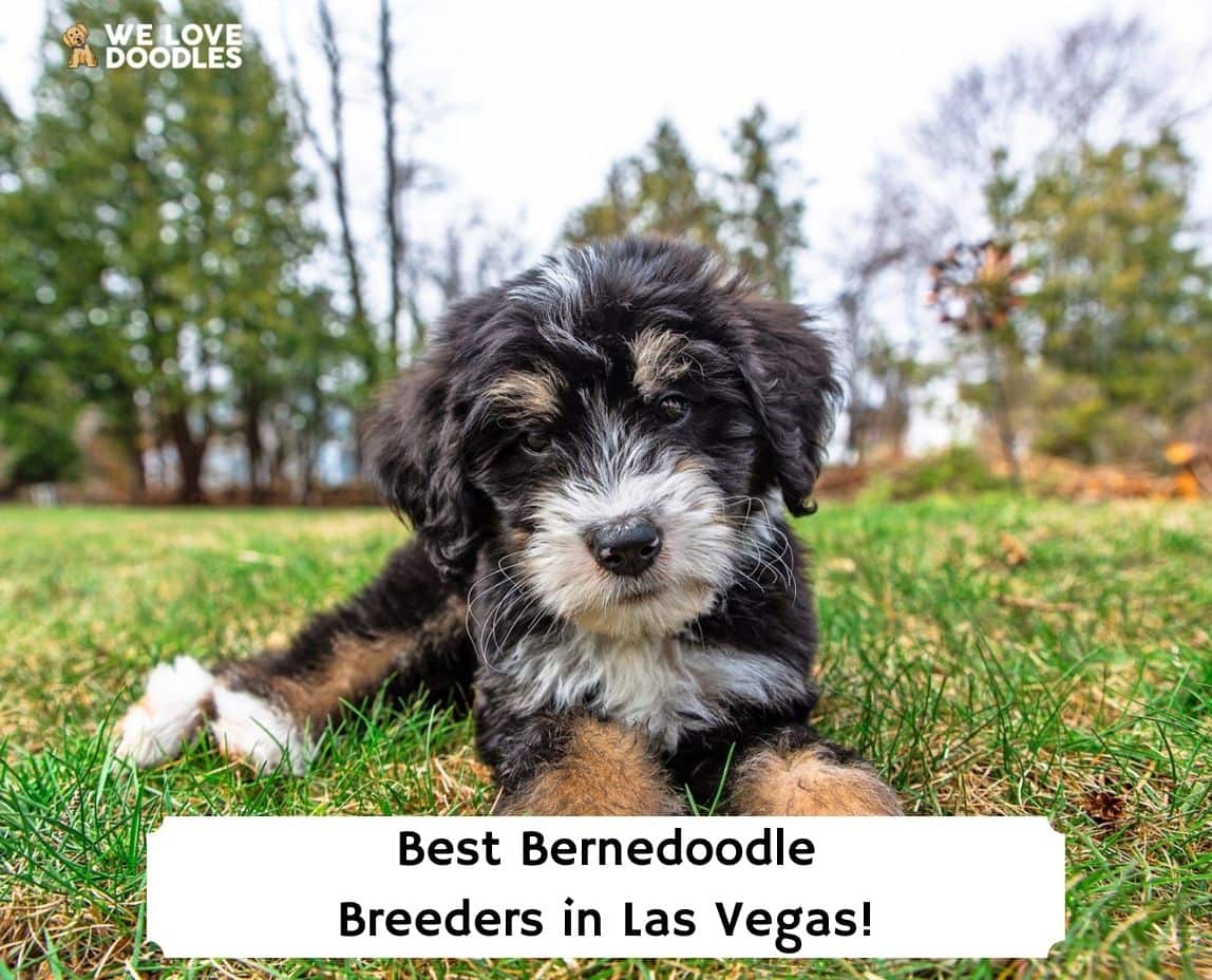 8 Best Bernedoodle Breeders In Las Vegas! (2024) - We Love Doodles