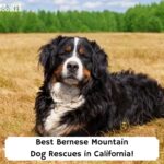 Best-Bernese-Mountain-Dog-Rescues-in-California-template