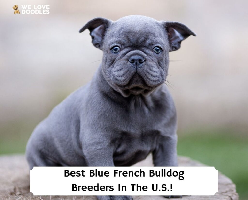 7 Best Blue French Bulldog Breeders in the USA! (2024) - We Love Doodles