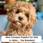 Best-Cavapoo-Puppies-For-Sale-In-Idaho-Top-Breeders-template