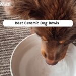 Best Ceramic Dog Bowls