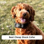 Best Cheap Shock Collar