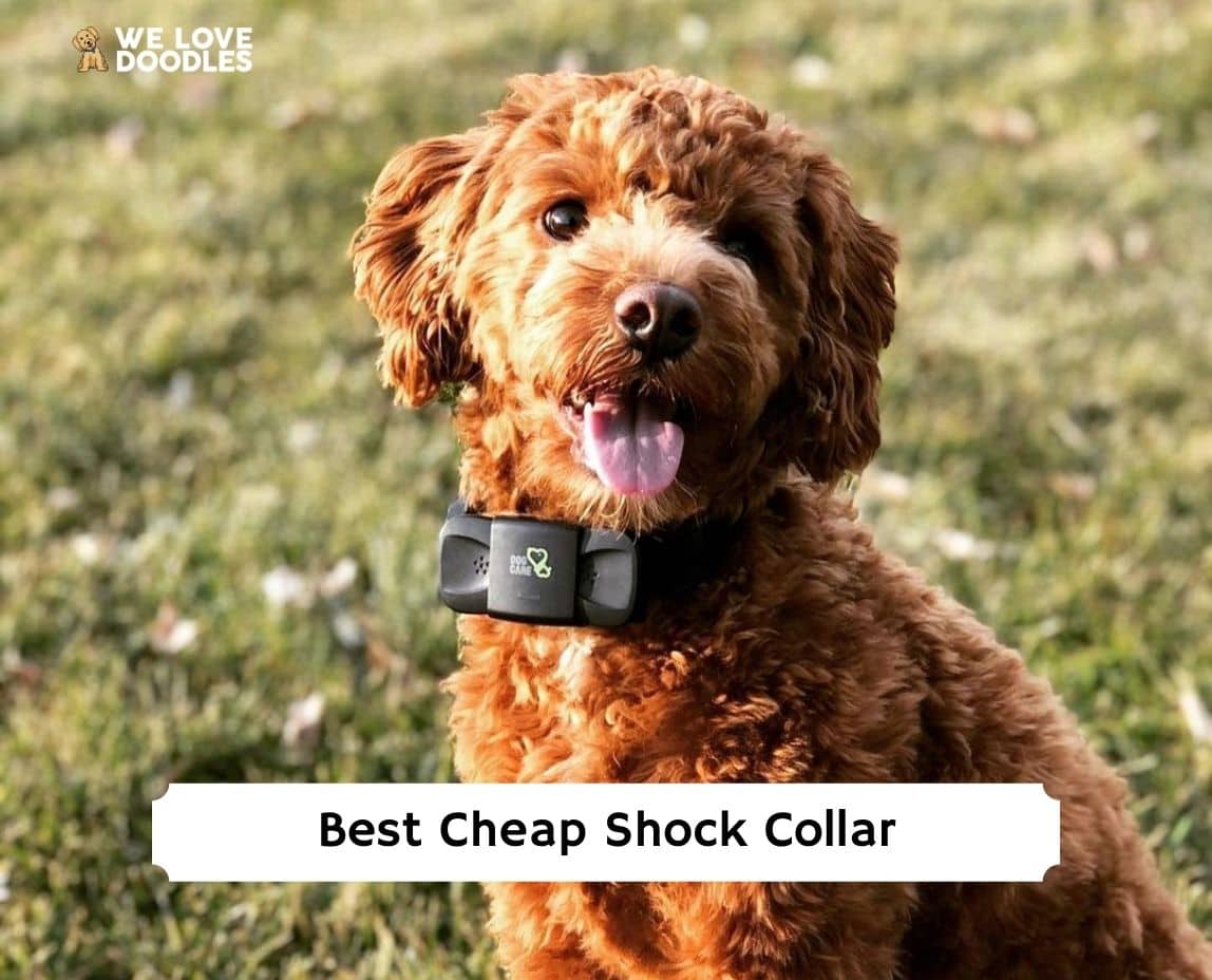 Best budget hot sale shock collar