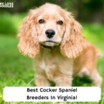 Best-Cocker-Spaniel-Breeders-In-Virginia-template