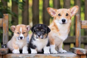 Corgi Breeders in Connecticut