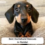 Best-Dachshund-Rescues-in-Florida-template