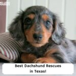 Best-Dachshund-Rescues-in-Texas-template