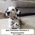 Best-Dalmatian-Breeders-in-Massachusetts-template