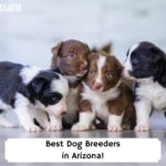Best-Dog-Breeders-in-Arizona-template