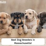 Best-Dog-Breeders-in-Massachusetts-template