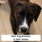 Best-Dog-Breeders-in-New-Jersey-template