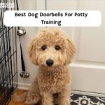 Best Dog Doorbells For Potty Training