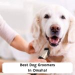 Best-Dog-Groomers-In-Omaha-template