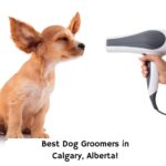 Best-Dog-Groomers-in-Calgary-Alberta-template