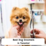 Best-Dog-Groomers-in-Toronto-template