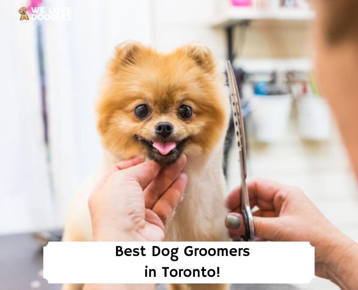 reviews andy's pet grooming