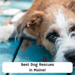 Best-Dog-Rescues-in-Maine-template