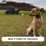 Best E-Collar for Labrador