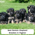 Best-German-Shepherd-Breeders-In-Virginia-template