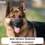 Best-German-Shepherd-Breeders-in-Arizona-template