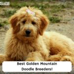 Best-Golden-Mountain-Doodle-Breeders-template